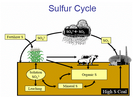 Chu trình chuyển hóa của Sulfur