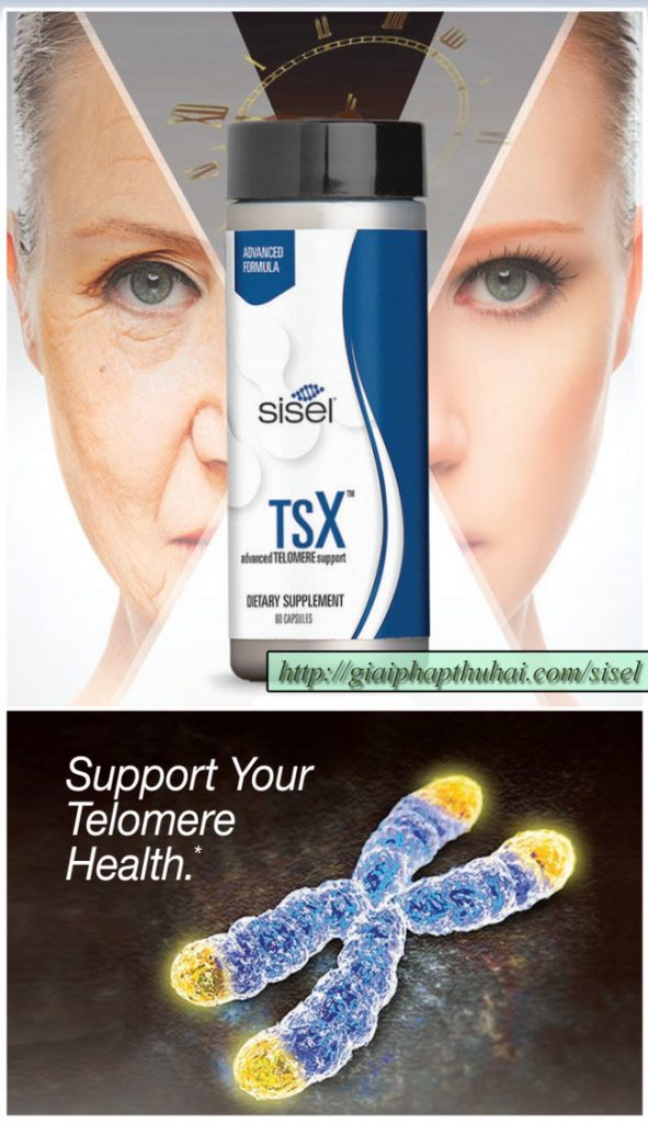 Sản phẩm TSX của công ty SISEL